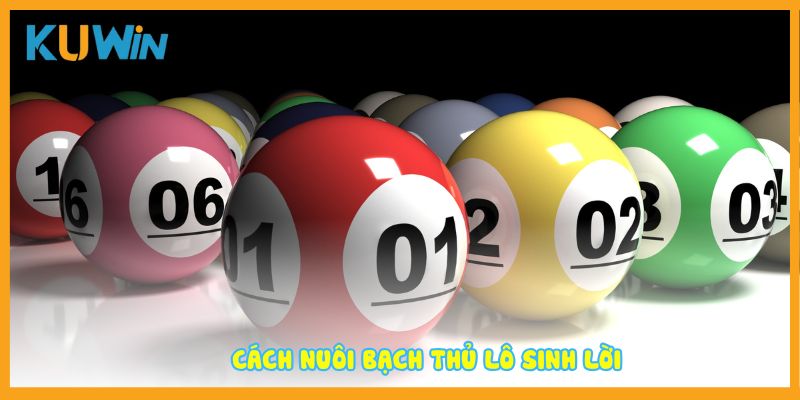 Cách nuôi bạch thủ lô sinh lời